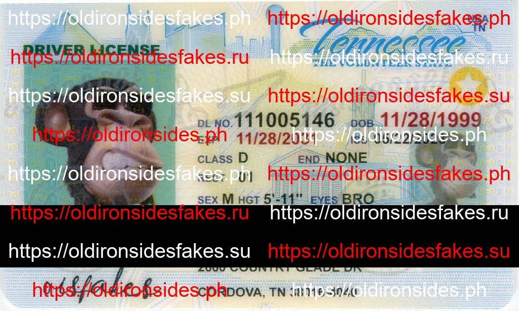 Best & Fast Fake ID Service | Tennessee Driver License(TN O21)